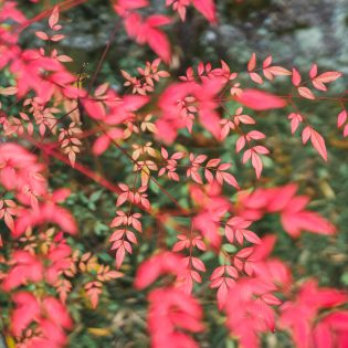 -Christmas Dinner 2025のご案内-